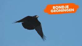 Rondje Groningen: Word je van roeken horendol, of is het juist een prachtgeluid?