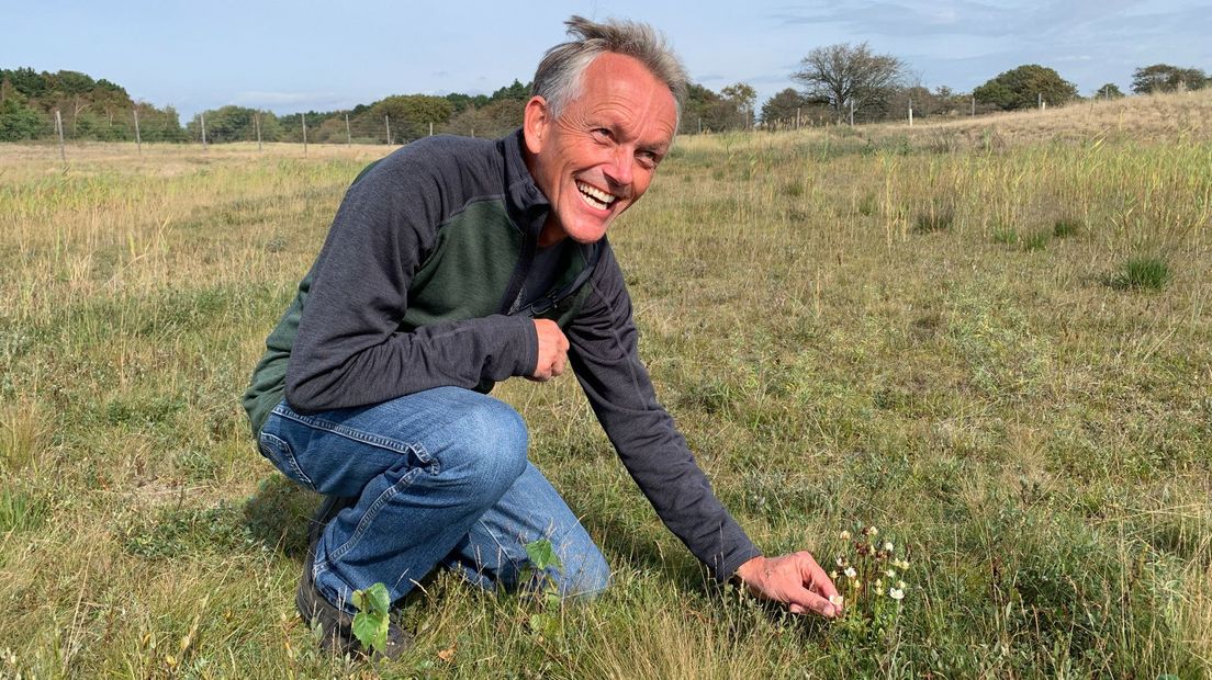 Ecoloog Mark van Til laat een parnassia-plantje zien