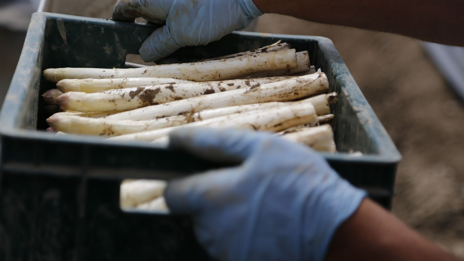 Gelders aspergeseizoen van start na spannende periode