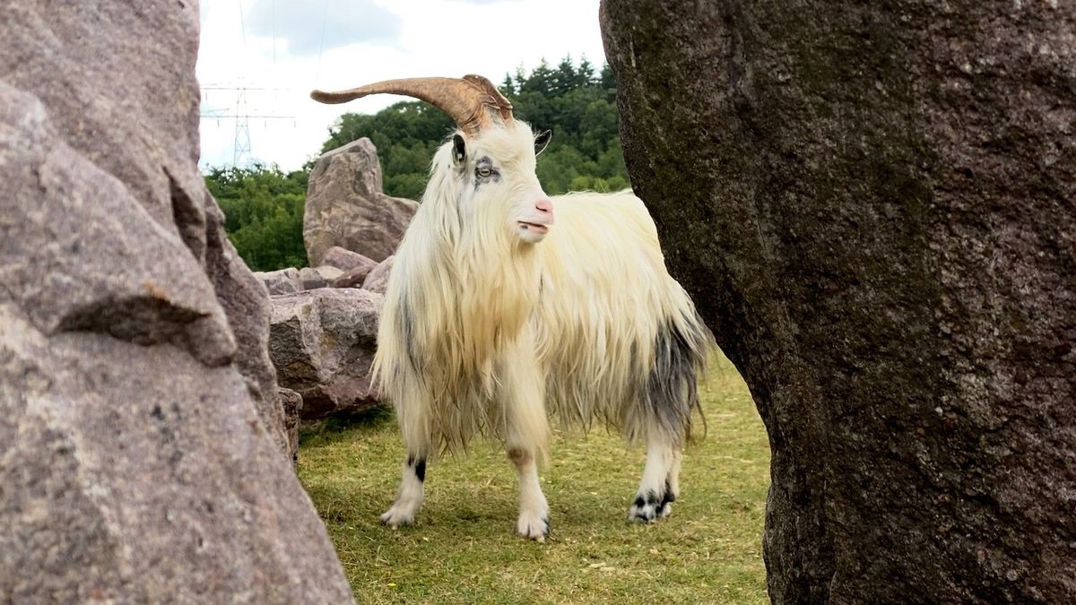 Na mysterieuze dood toch weer nieuwe geitenbokjes op Zwerfsteneneiland Maarn