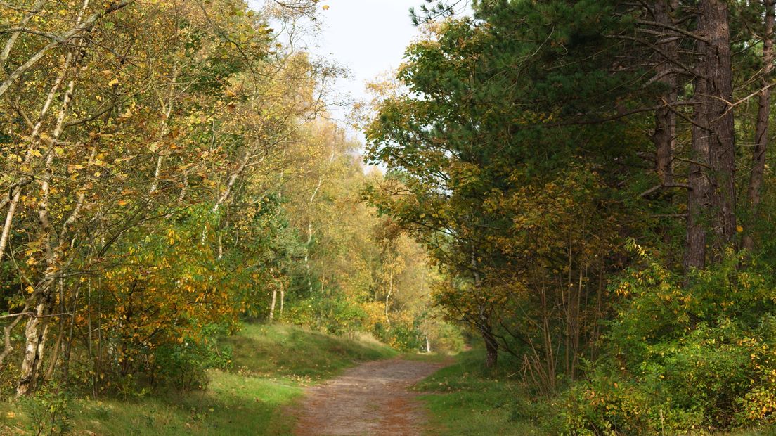 Boswachterij Westerschouwen