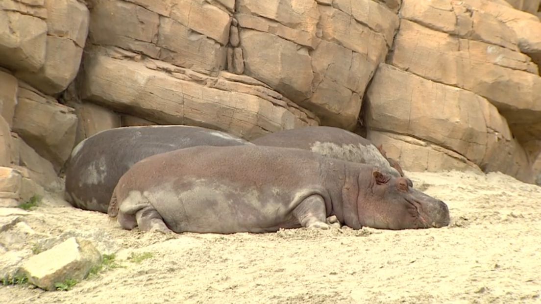 De nijlpaarden in Wildlands (Rechten: RTV Drenthe)