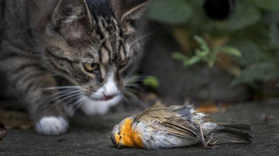 Lopend Vuur: Om vogels te beschermen moet katten 's nachts even binnen blijven