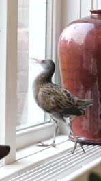 Bijzondere vogel in huis