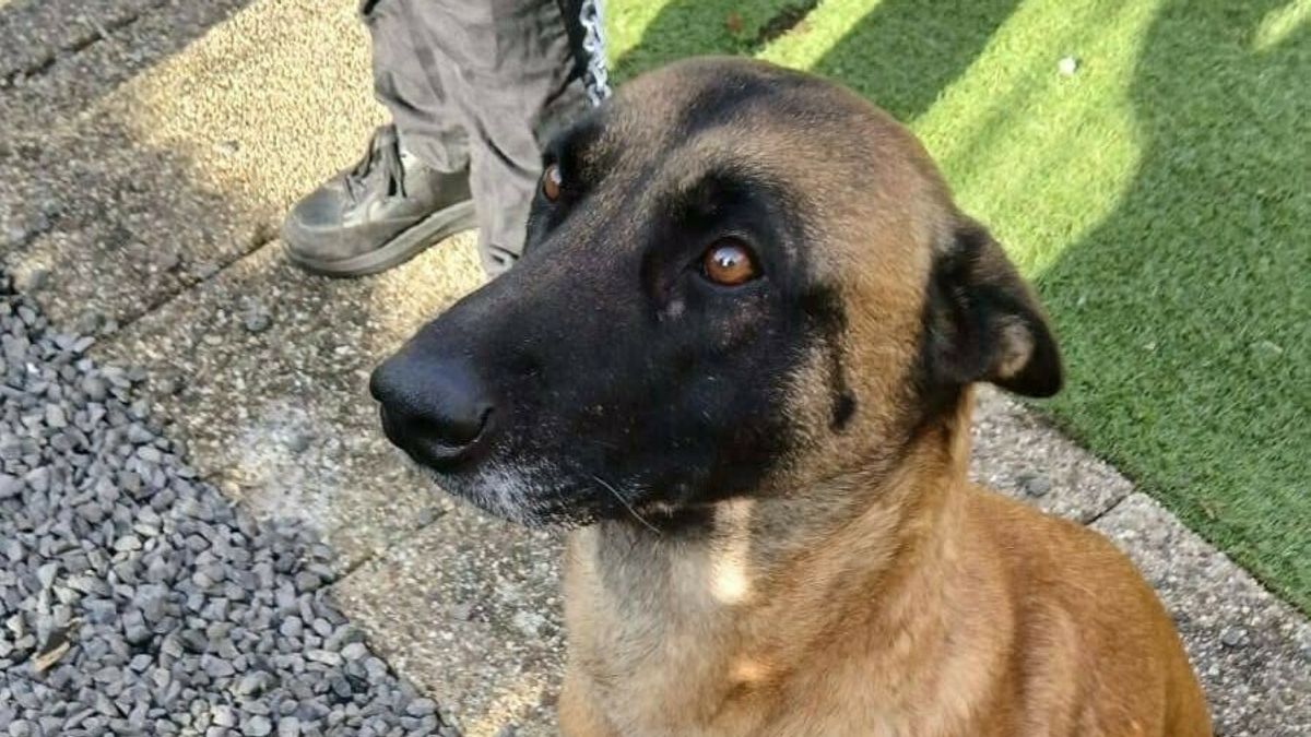 Hond 's avonds in de kou gedumpt in het bos