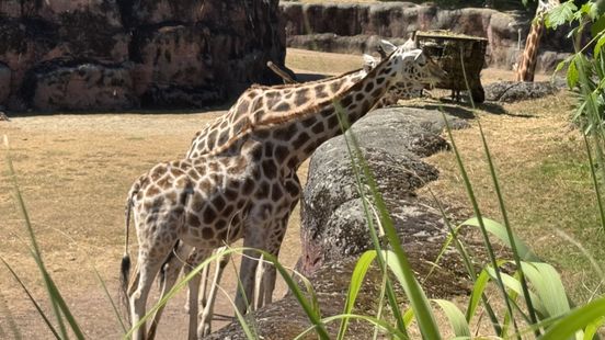Giraffe Eura maakt het goed: geen plannen voor inslapen Home