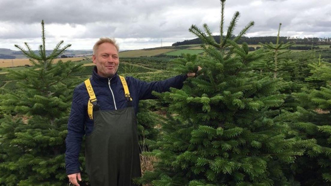 Twentse groothandelaar in kerstbomen Frank Bos verwacht dat er ook dit jaar weer veel kerstbomen worden verkocht