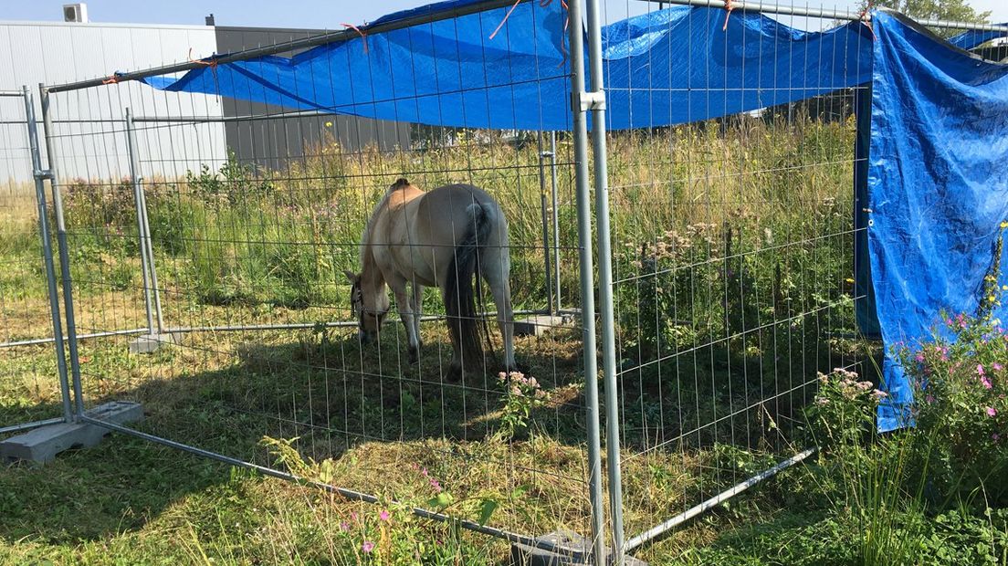 Het Fjordenpaard in Voorschoten