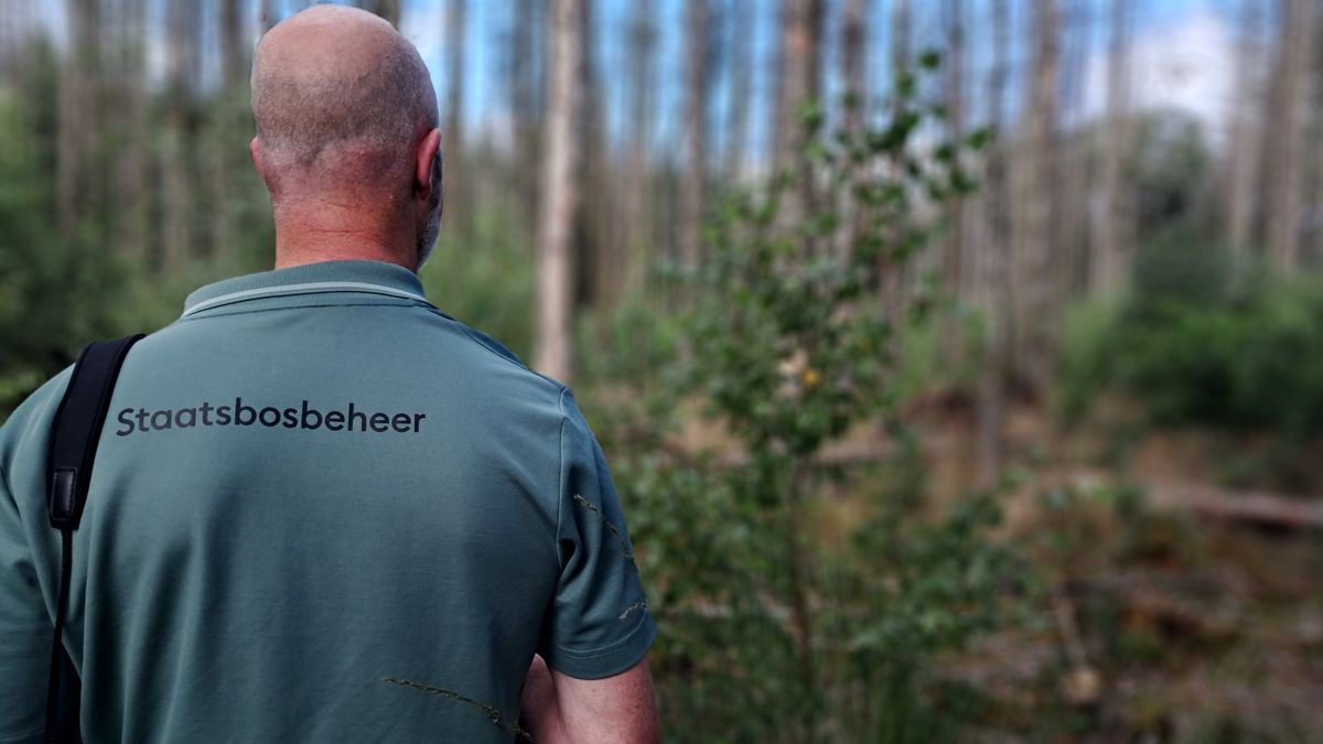 Staatsbosbeheer wil kappen, maar mag niet: mountainbikepad bij Gieten deels gesloten