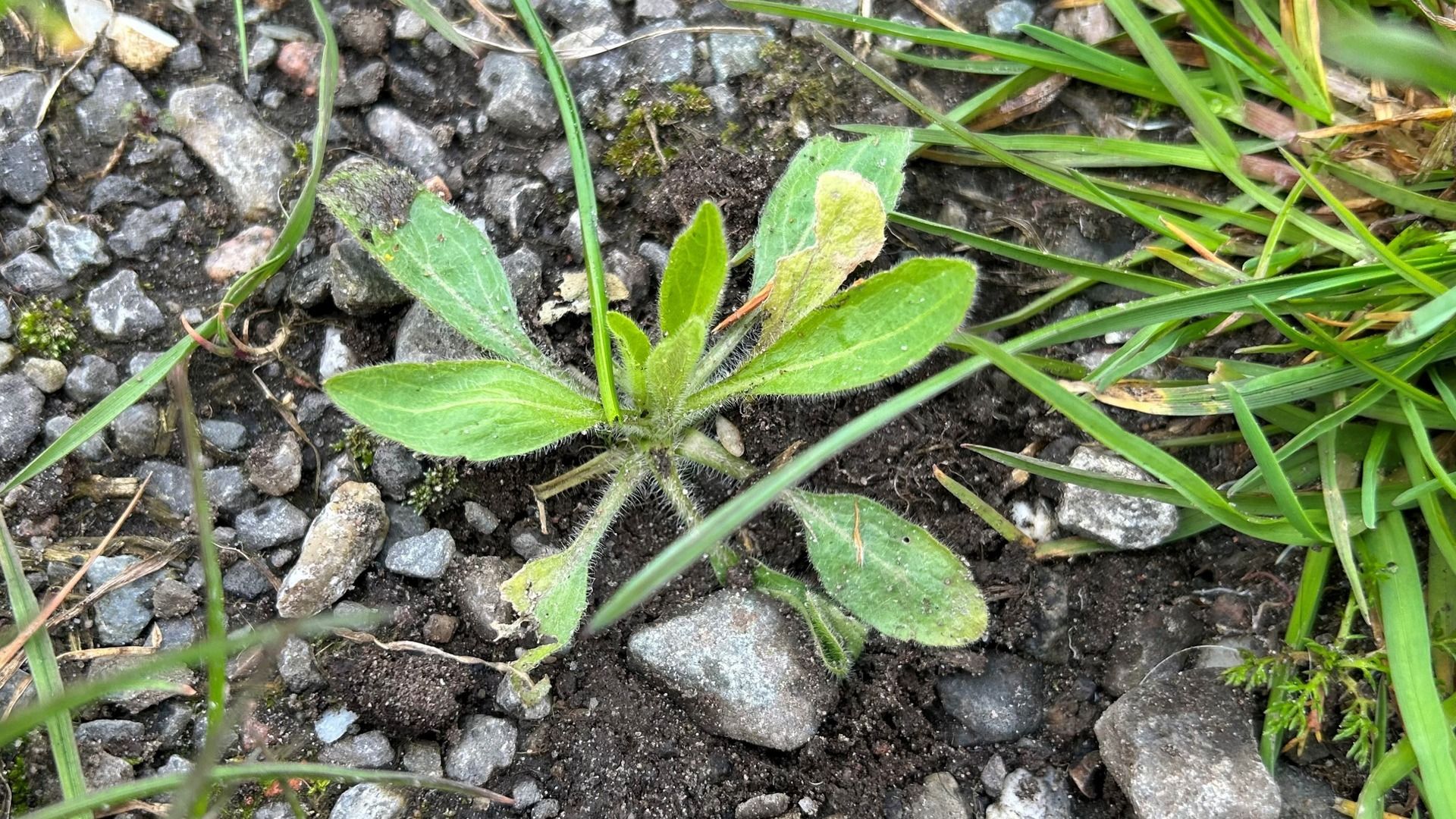 De onverwachte erfenis van de bevrijding: het plantje de Canadese fijnstraal