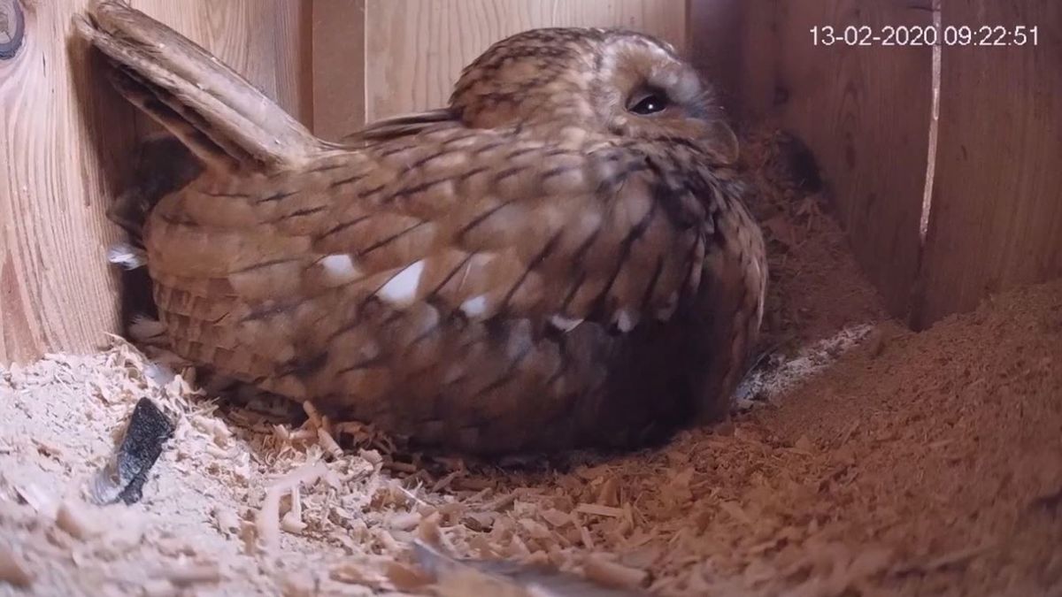 Wildcam: eekhoorntjes laten bosuil schrikken