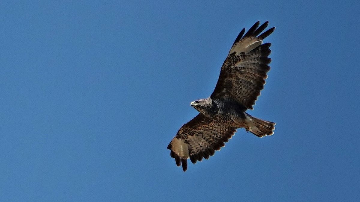 Opnieuw valt buizerd fietser aan bij Kwadendamme: 'Ik dacht eerst dat ik een klap kreeg'