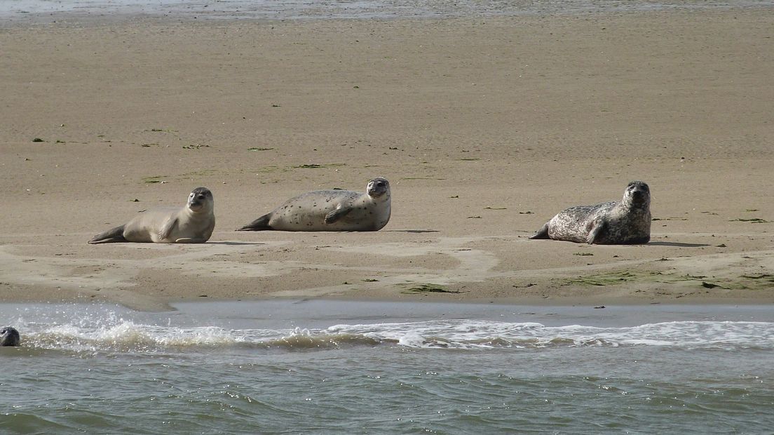 Zeehonden op de drooggevallen Roggenplaat