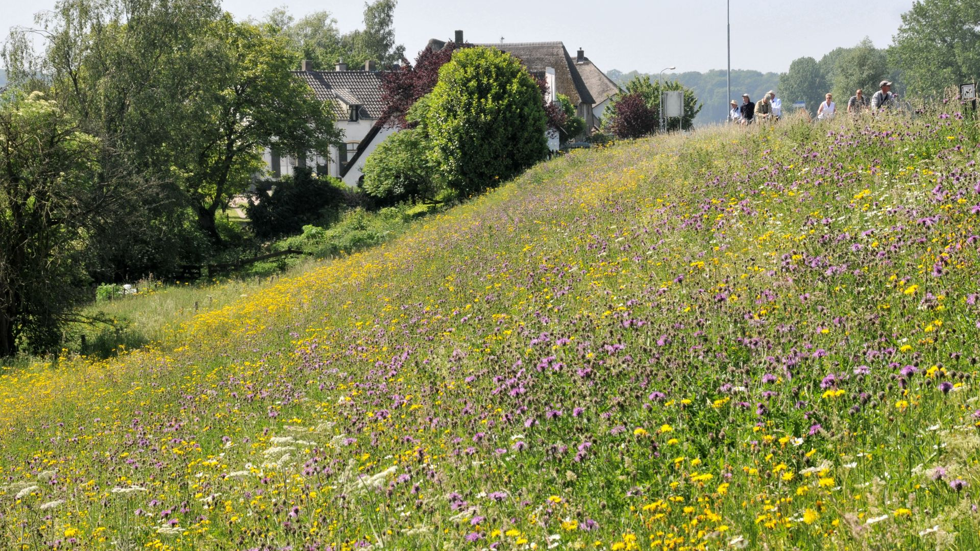 Dijken blijken cruciaal voor bijen