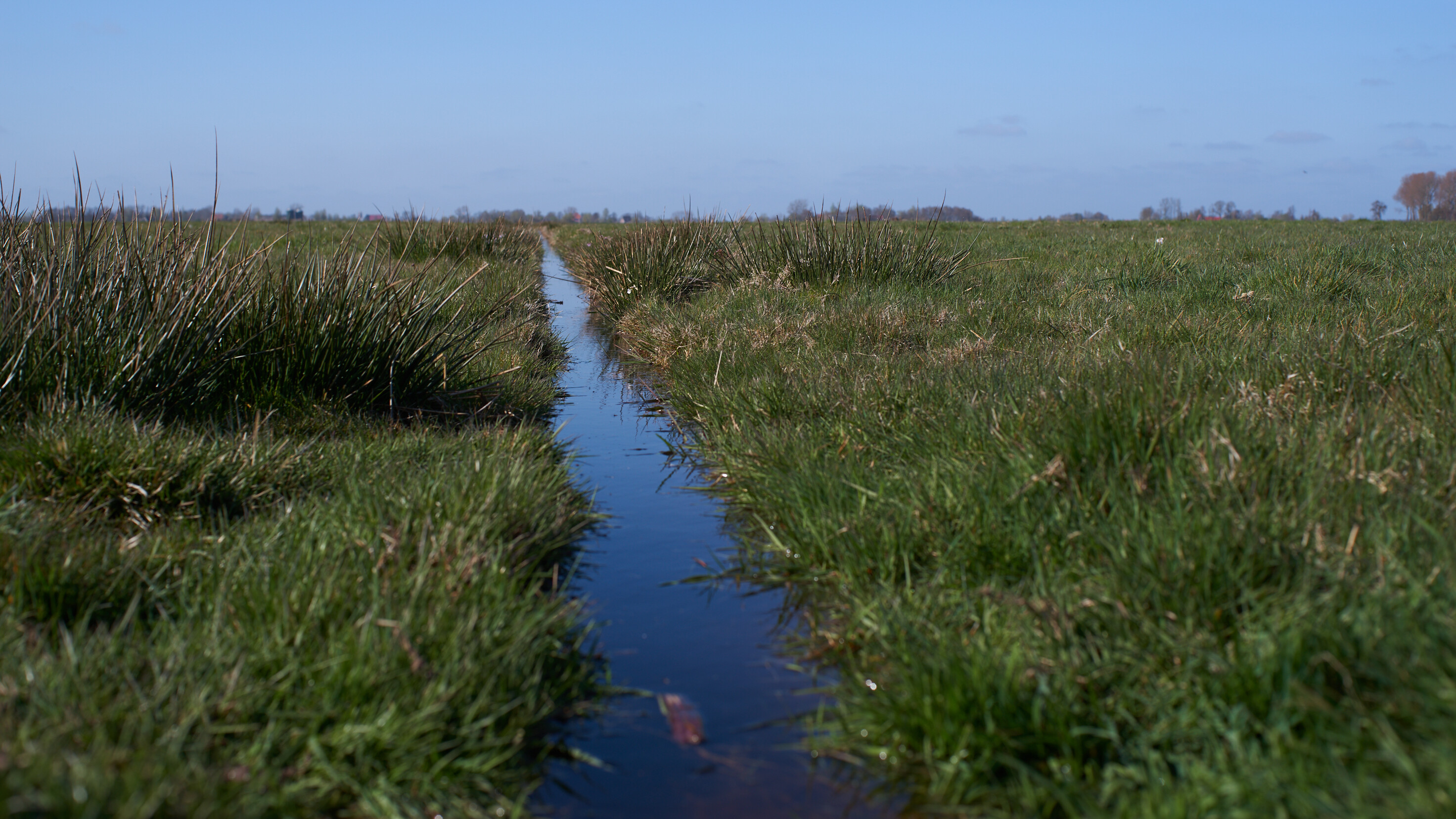 Een greppel die vanuit de sloot met een hoog waterpeil volgelopen is