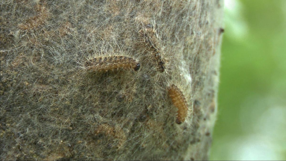 Huisartsen platgebeld over klachten eikenprocessierups