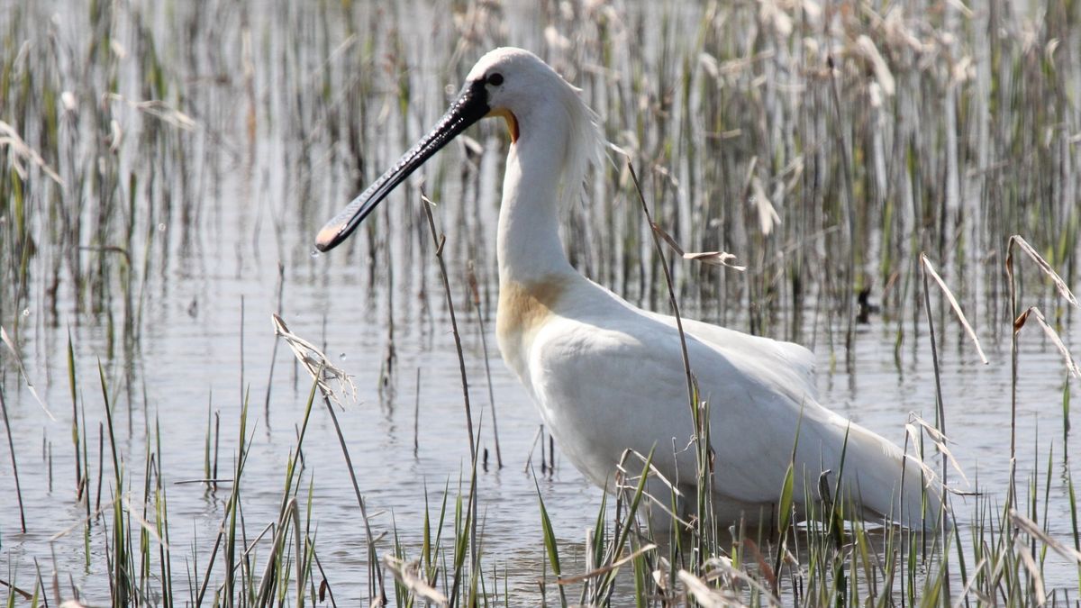 Vogelgriep onder lepelaars nog zeldzaam, maar nu toch dodelijk slachtoffer op Schier