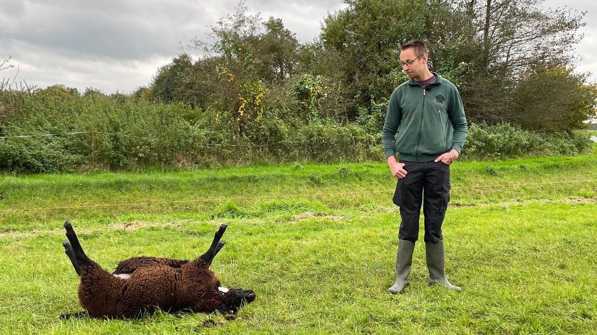 Weer wolf actief in Drenthe? Bij Diever zijn schapen gedood