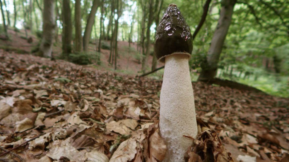 De stinkzwam in natuurgebied Duno