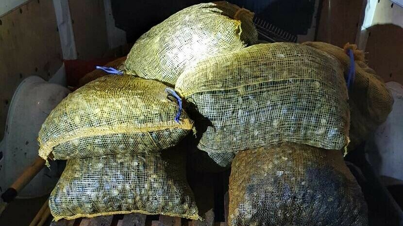 Drie mannen op heterdaad betrapt op illegaal vissen van kilo's tapijtschelpen