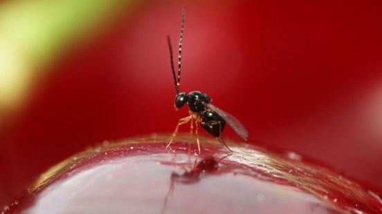Natuurlijke vijand suzuki-fruitvlieg duikt spontaan op