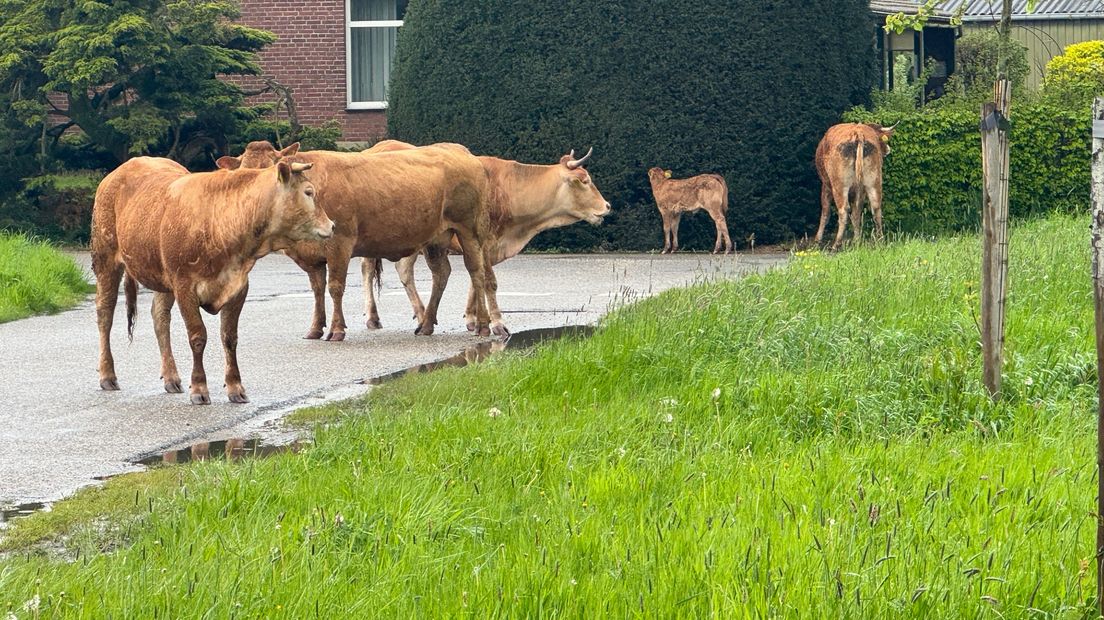 Koeien aan de wandel in Roermond