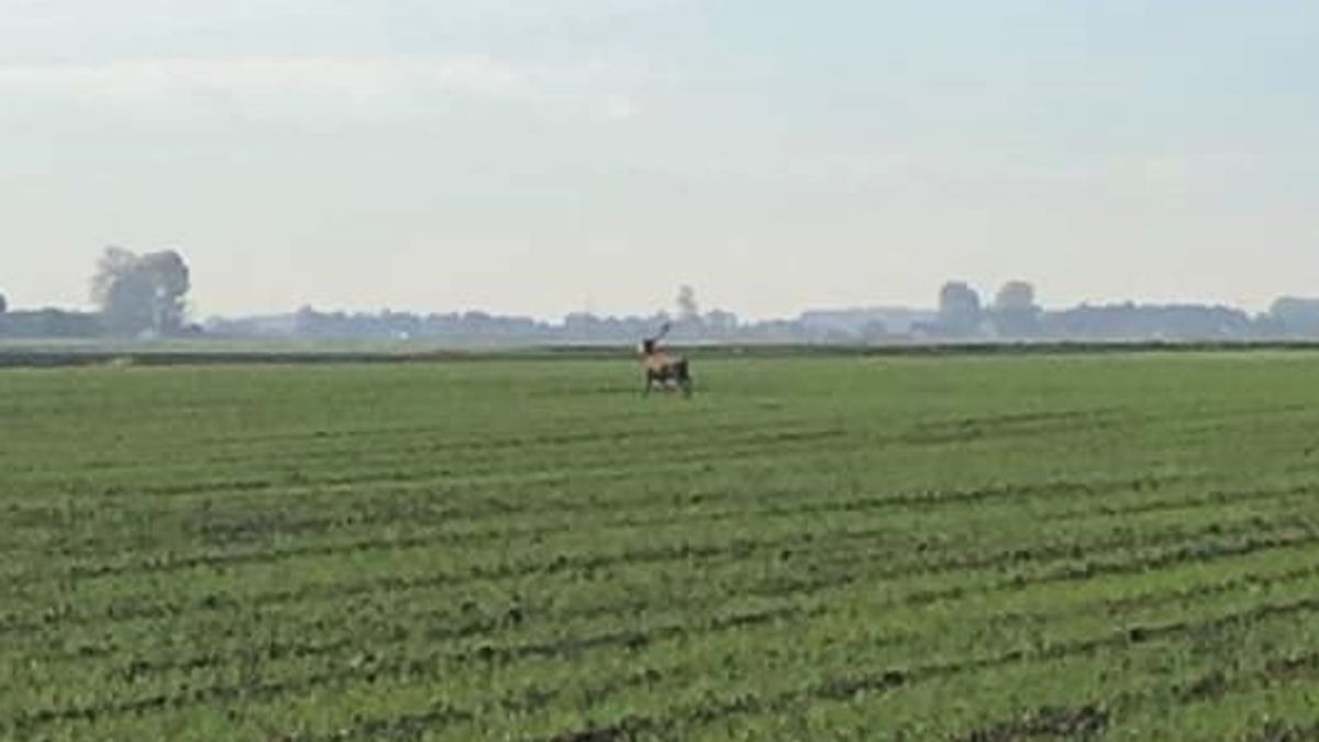 Eland gespot in Zeeuws-Vlaanderen: een broodje aap, of niet?