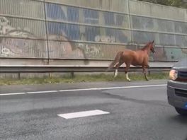 Het dier galoppeerde over de vluchtstrook op de A20.