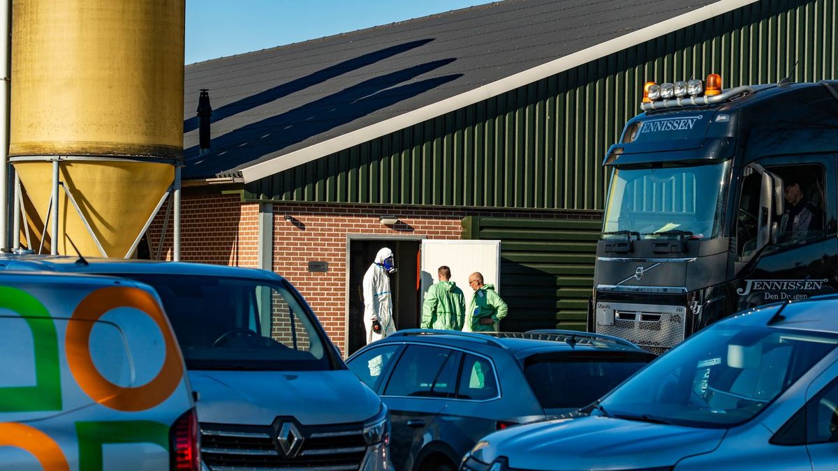 Vogelgrieprisico fors gestegen, ministerie geeft waarschuwing