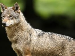 Provincie wil internationaal leefgebied voor wolf, maar niet in Overijssel