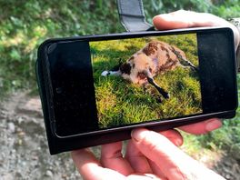 11 schapen dood in Driebergen, boerin Hetty denkt door wolf: 'Het zijn behoorlijk diepe wonden met tandafdrukken'