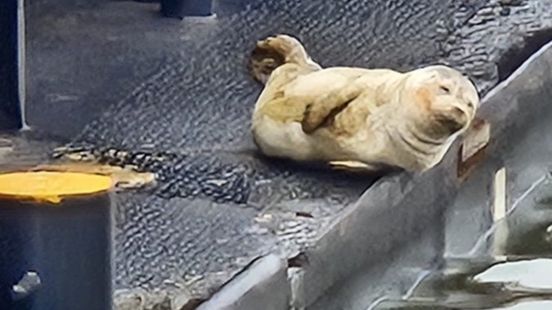 Jonge zeehond gespot in Rotterdam-West | Scooterrijder gewond na eenzijdig ongeval. Jonge zeehond gespot in Rotterdam-West | Scooterrijder gewond na eenzijdig ongeval.