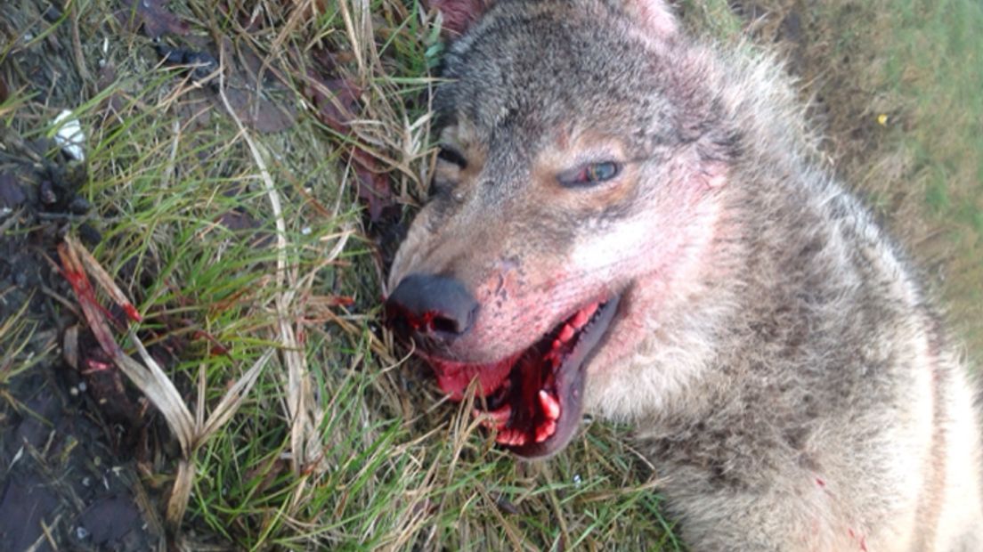De wolf werd vanochtend op de A28 bij Veeningen gevonden (Rechten: Rinse Rinsma)