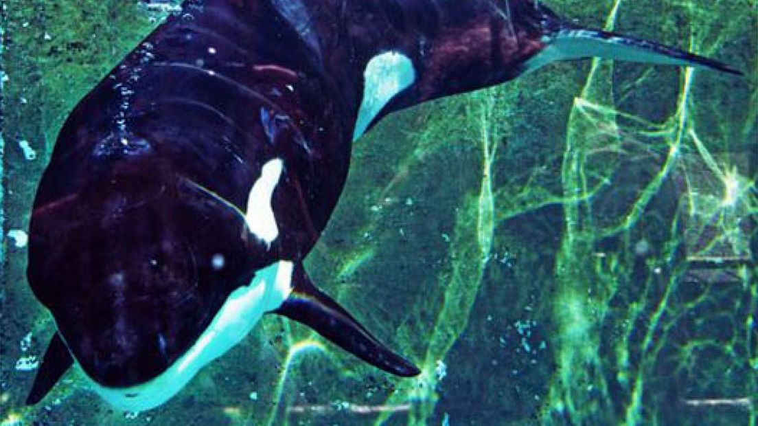 Orka Morgan in het Dolfinarium in Harderwijk is sinds ze daar wordt behandeld 20 kilo aangekomen.