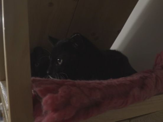 Bijna twintig katten uit Beilen hebben deze dierendag een nieuw baasje