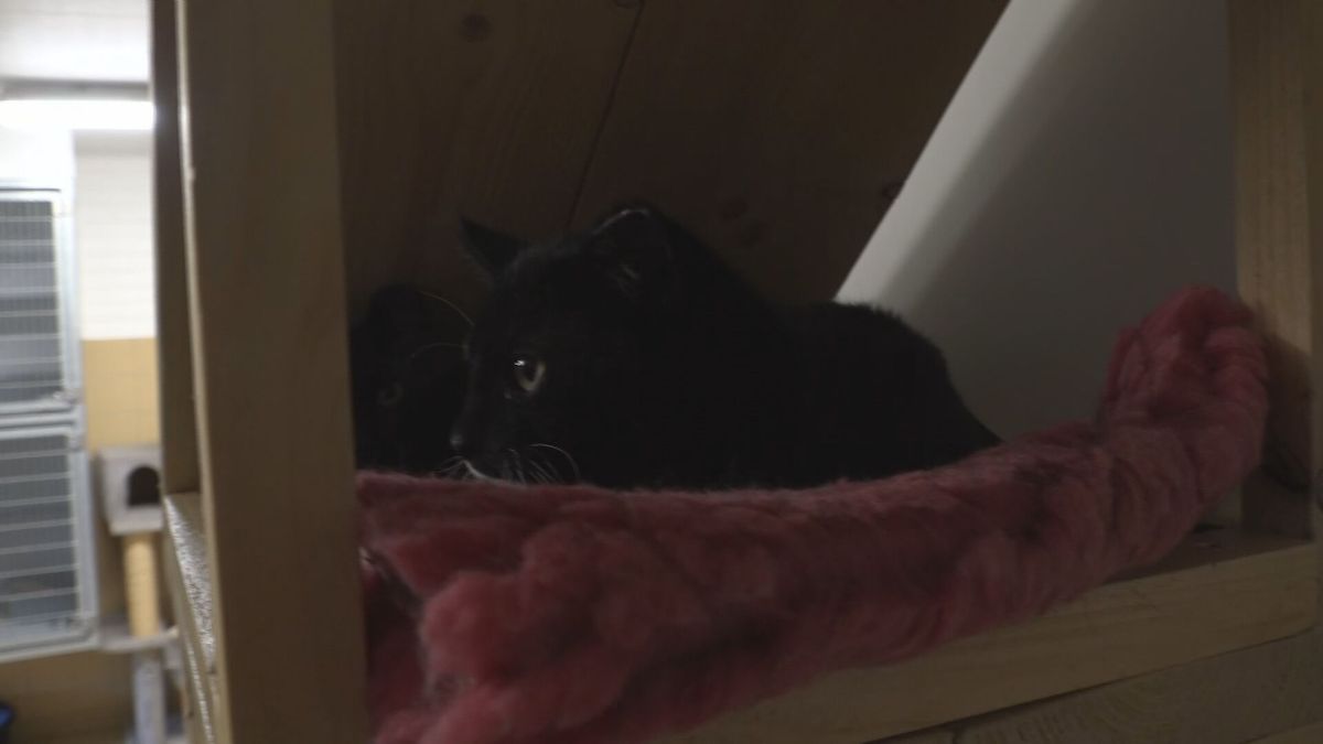 Bijna twintig katten uit Beilen hebben deze dierendag een nieuw baasje