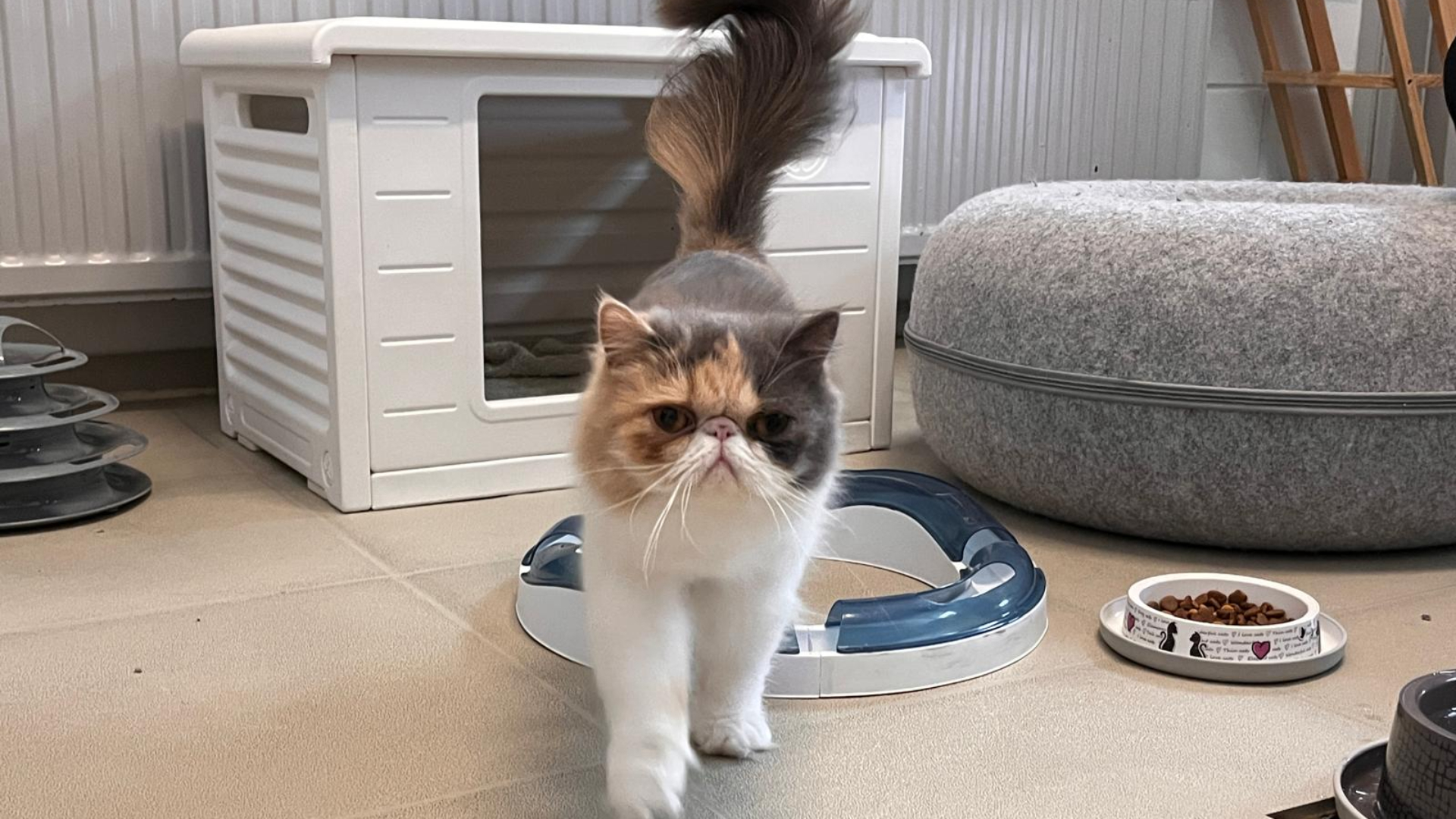 11 verwaarloosde katten werden twee maanden geleden gered uit een huis in Numansdorp. Inmiddels gaat het een heel stuk beter met ze.