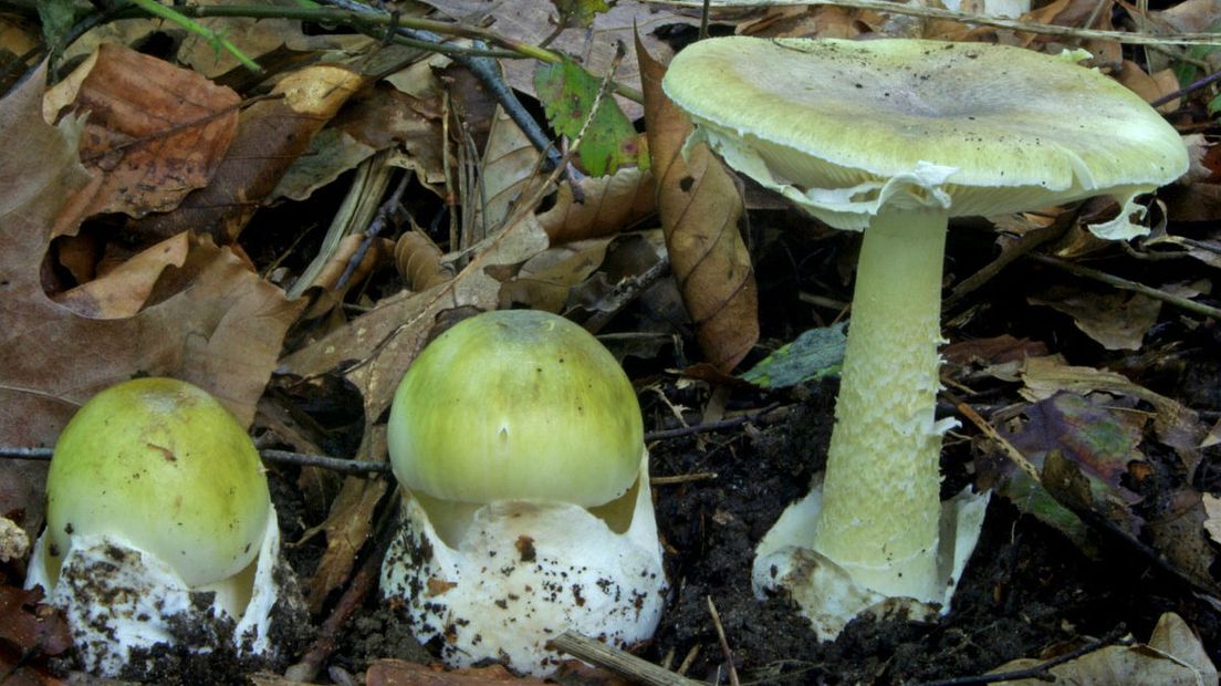 De groene knolamaniet komt meestal voor in loofbossen en is erg giftig (Rechten: Free Nature Images/Lucien Rommelaars)