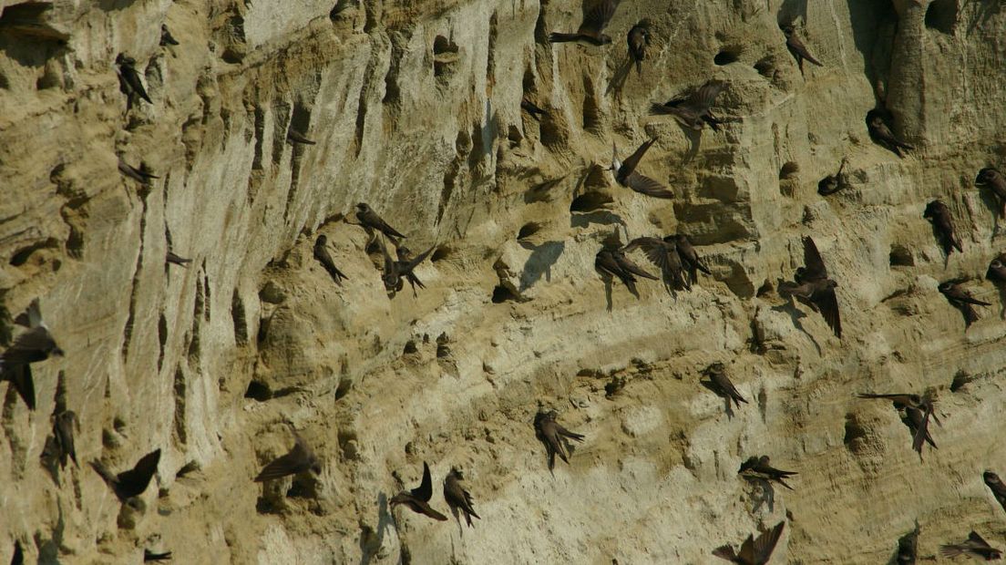 Oeverzwaluwen maken tunnels in steile oevers (Rechten: Saxifraga/Dirk Hilbers)