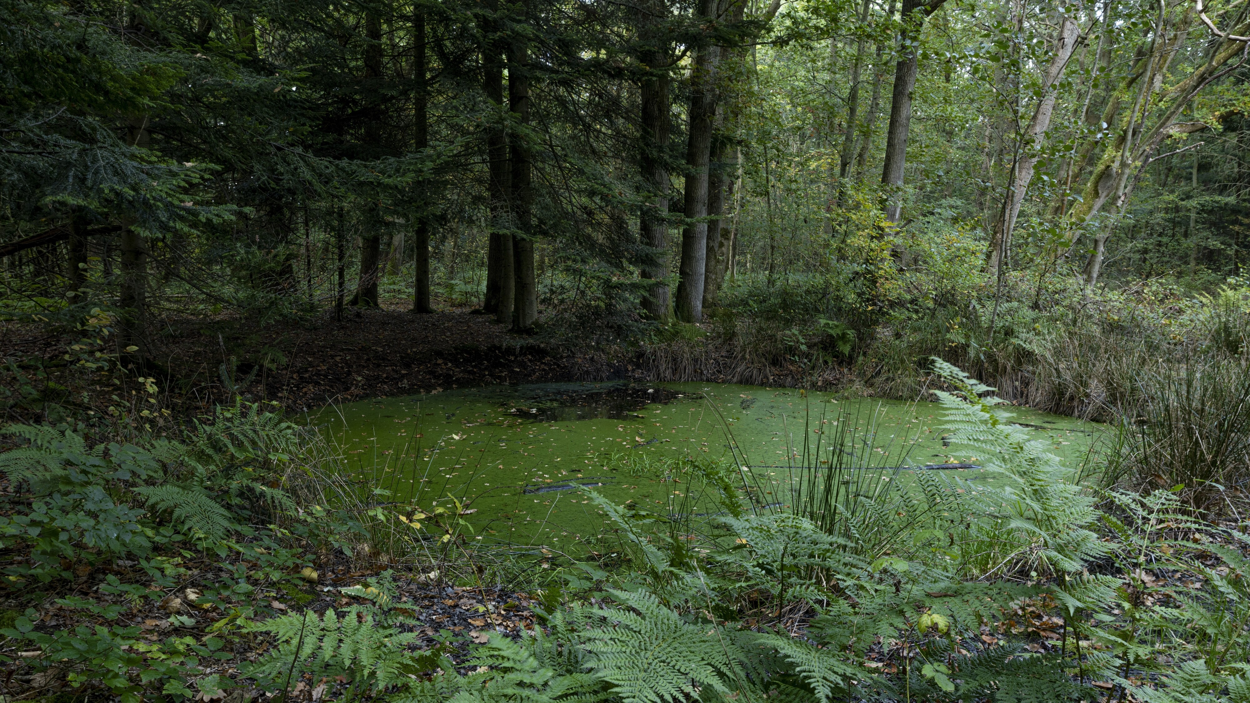 Het Formerumerbos