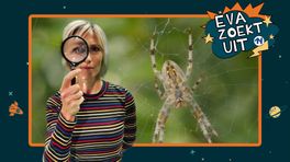 Eva zoekt uit: Waarom plakt een spin niet aan zijn eigen web?