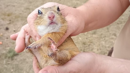 Schattige siezels van GaiaZOO uitgezet in Tsjechië: boost voor bedreigde soort