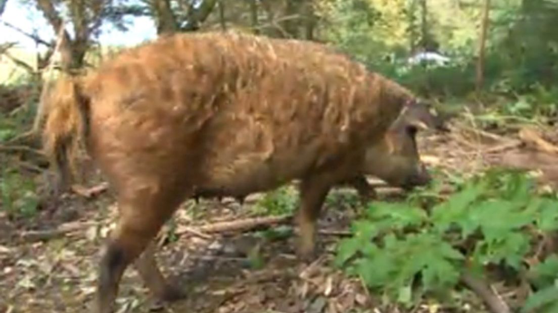 Een aantal mangalitsa varkens uit Gelderland gaat komende winter in Almere de reuzenberenklauw bestrijden.Het gaat om een experiment.