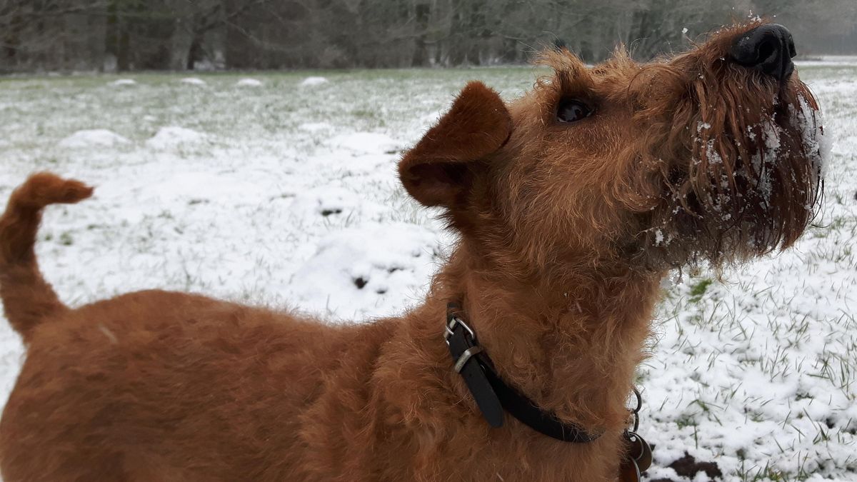 Waarom lusten de honden er geen brood van? - Rijnmond