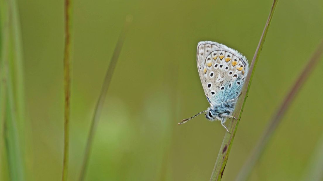 Op 8 november in het natuurprogramma BuitenGewoon: