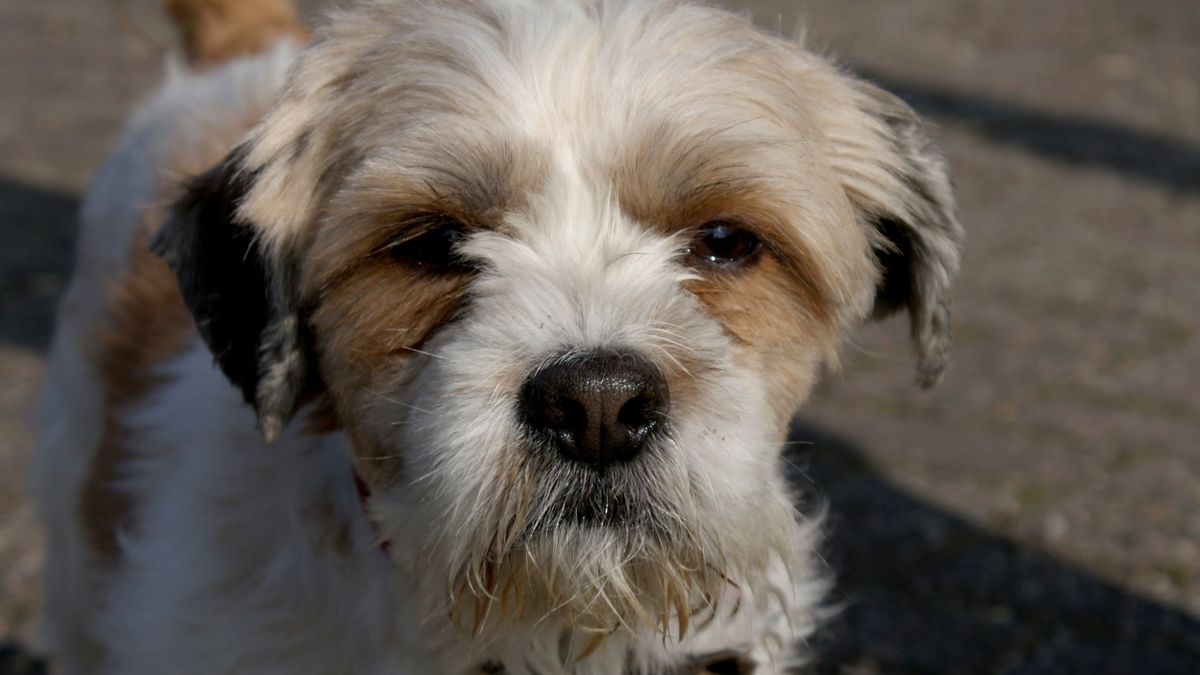 Waarom Rollen Honden In Dode Dieren