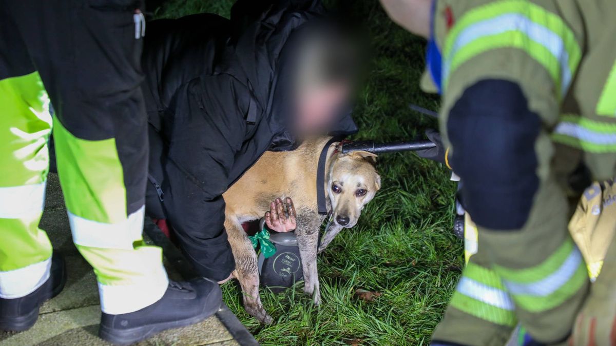 Brandweer redt bibberend hondje onder brug