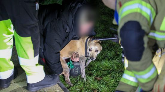 Brandweer redt bibberend hondje onder brug