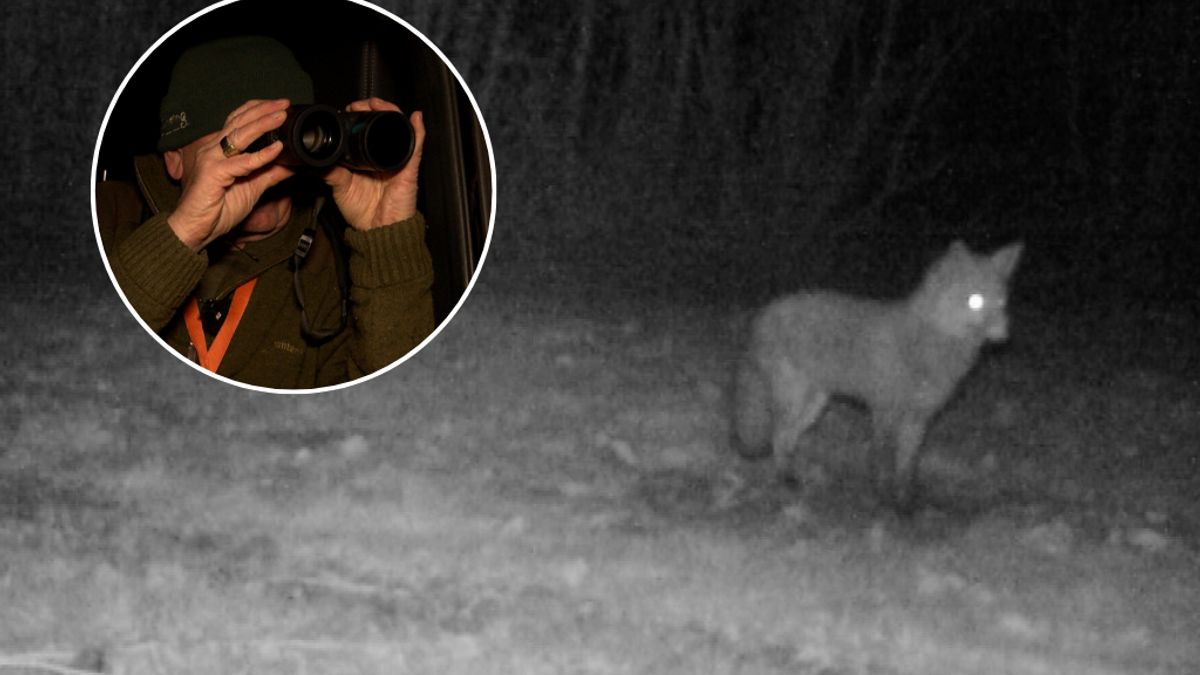 Loeren en tellen in de donkere polders: 'Als we geen vossen zien, dan zijn we tevreden'