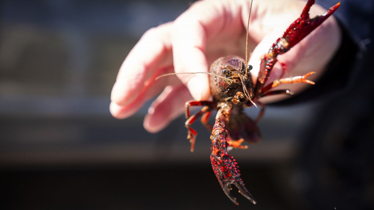 Zo moet de rode Amerikaanse rivierkreeft van Ameland verdreven worden